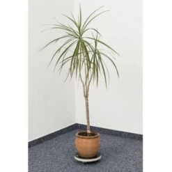 Metafranc WU0822030 Chariot De Transport Charge Max: 100 Kg 200 Mm X 52 Mm Nombre De Roulettes Pivotantes 3 -Outsunny Eda Magasin 27616969 3