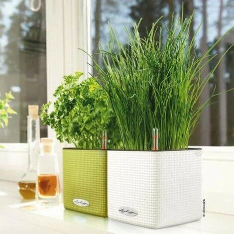 Pot Cube Color 14 Lechuza Kit Complet Blanc - 14 Cm 6 Pot Cube Color 14 Lechuza Kit Complet Blanc - 14 Cm – Image 4