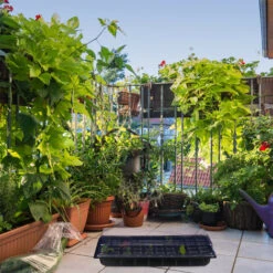 Relaxdays Bac à Semis, Lot De 3, Mini Serre Pour Rebord De Fenêtre, Plantation, 50 Compartiments, HLP 12x56x29 Cm, Noir 9 Relaxdays Bac à Semis, Lot De 3, Mini Serre Pour Rebord De Fenêtre, Plantation, 50 Compartiments, HLP 12x56x29 Cm, Noir -Outsunny Eda Magasin 37828271 3