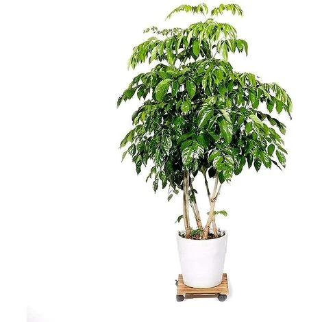 2 X Chariot De Plantes En Bois 30 X 30 X 8cm Soucoupe Pot Fleur Roulettes Support Plante Bois Roulant Capacité De Charge 60kg 4 2 X Chariot De Plantes En Bois 30 X 30 X 8cm Soucoupe Pot Fleur Roulettes Support Plante Bois Roulant Capacité De Charge 60kg – Image 2
