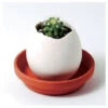 Kit Oeuf Cactus Prêt à Pousser. Blanc. Marque : Noted. Réf. : EG33 1 Kit Oeuf Cactus Prêt à Pousser. Blanc. Marque : Noted. Réf. : EG33 -Outsunny Eda Magasin 52052200 1
