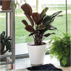 DEROMA Pot De Fleurs Save R Bianco A Réserve D'eau - Coloris Blanc - 20cm -Outsunny Eda Magasin 52174253 3