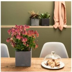 Lechuza Pot Canto Stone 14 Noir Graphite