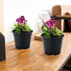 Lot De 50 Pots De Fleurs En Plastique Noir De 15 Cm Pour Plantes Succulentes, Légumes Et Boutures 11 Lot De 50 Pots De Fleurs En Plastique Noir De 15 Cm Pour Plantes Succulentes, Légumes Et Boutures -Outsunny Eda Magasin 88865448 5