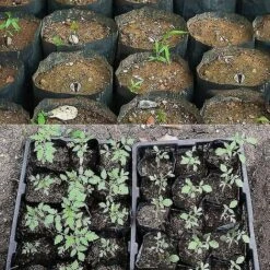 500pcs Pot De Pépinière En Plastique Contenant De Propagation De Plantes （8cmx8cm） -Outsunny Eda Magasin 90449845 3