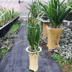 Support De Plante Grimpante Stakes Cage A Anneau-g De Support De Plante Haute Pour Legume-fleur De Plante De Jardin, Modele: S & 1PC OURGCA7EU -Outsunny Eda Magasin 91545876 4