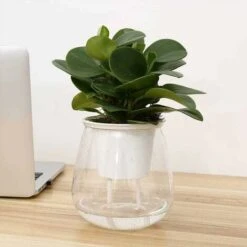 Pot à Orchidée Transparent, Pot à Fleurs élégant En Plastique, Plante Verte Charnue Par Pot De Fleur Paresseux En Plastique Absorbant Automatique Pot De Fleur - MODOU -Outsunny Eda Magasin 95442639 5