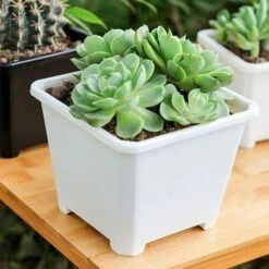 5pcs Nouveau Pot De Fleur Carré Pot De Sedum En Plastique Respirant Et Pratique épaissie Grande Tasse De Semis Blanc Aneth Vert Succulent 14.5cm -Outsunny Eda Magasin 97243825 3